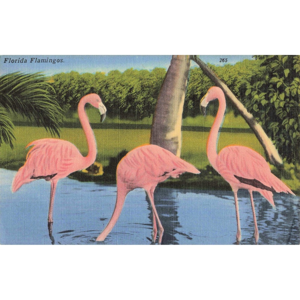 Vtg Florida Flamingos Linen Postcard 265 Pink Birds Tropical Wildlife